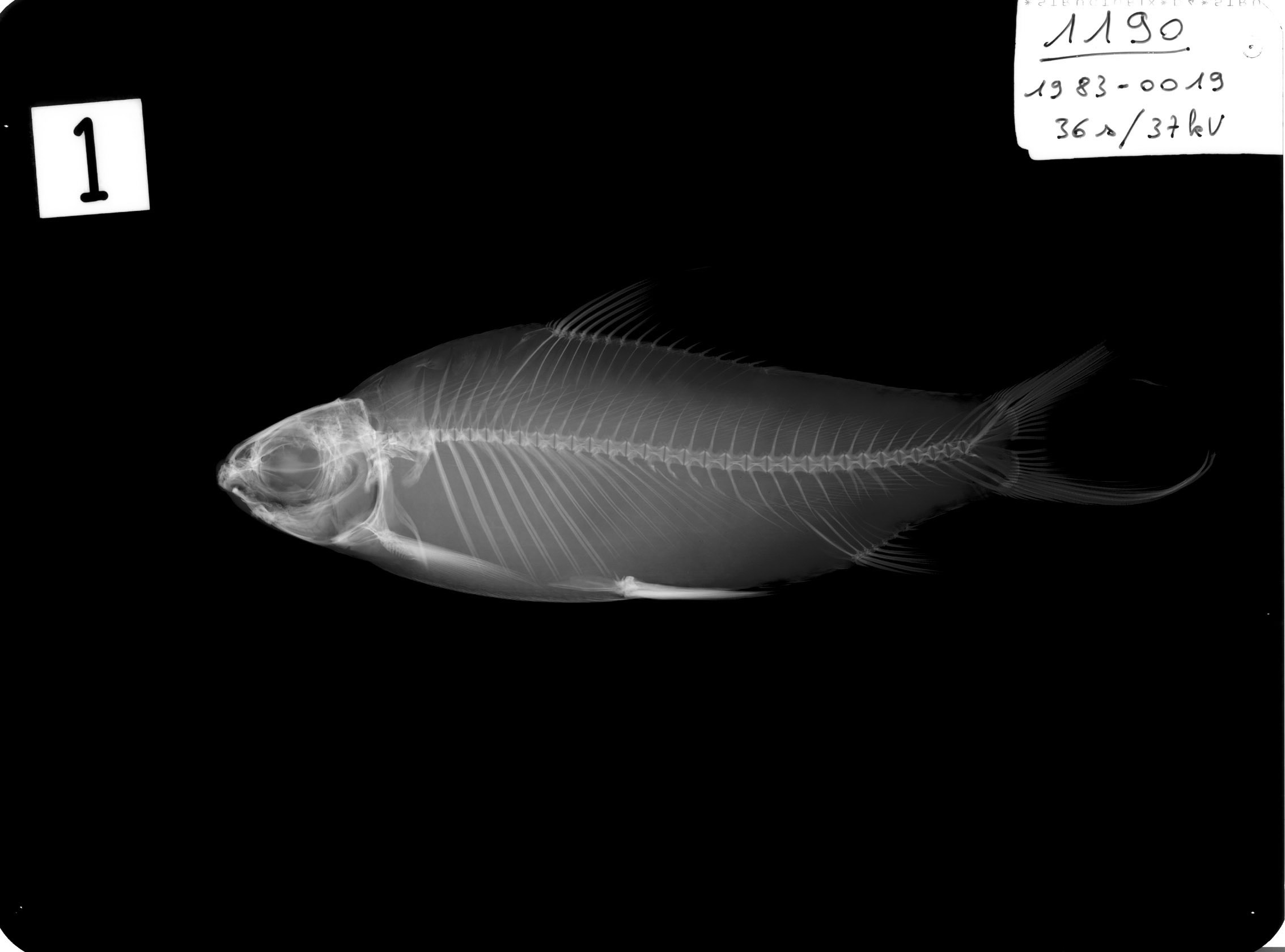 Cirrhinus molitorella (Valenciennes, 1844)